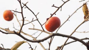 Winter fruit tree pruning