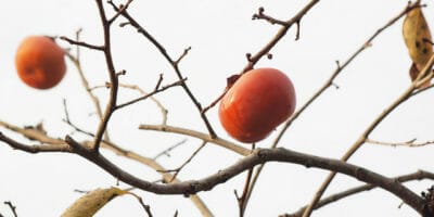 Winter fruit tree pruning