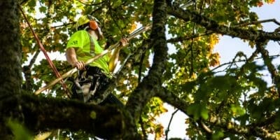 Arborist pruning a tree