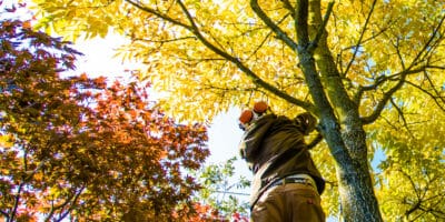 Fall tree care inspection