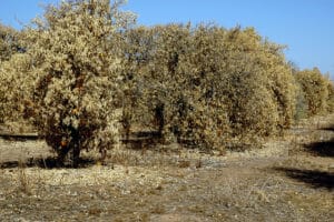 Fruit trees in a drought