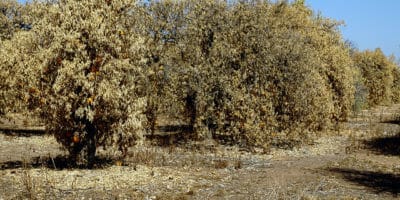 Fruit trees in a drought