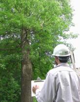 tree removal portland permit