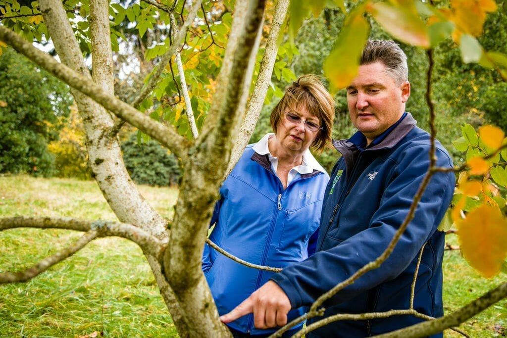 Arborist Tree Inspection