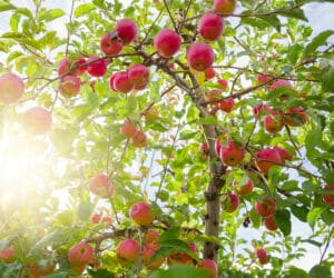 Best Fruit Trees to Plant in Portland