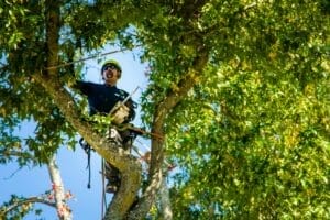 Beaverton Tree Removal Permit