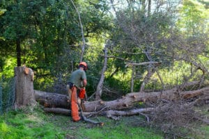 Beaverton tree removal permit Beaverton, OR tree removal cleanup