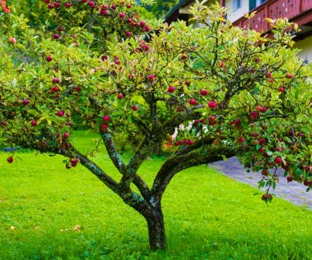 Best Fruit Trees to Grow in Portland