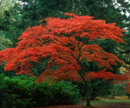 6 Trees to Plant in Portland to Attract Bees, Birds, and Butterflies ...