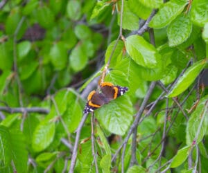 Best Trees in Portland to Attract Butterflies