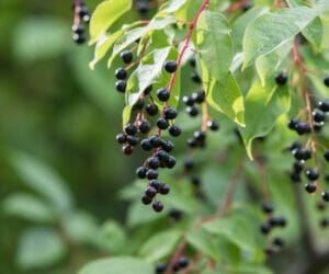 Trees That Attract Butterflies in Portland