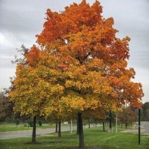 Bigleaf Maple