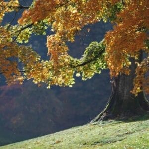 Fast Growing Trees in the Pacific Northwest - Bigleaf Maple