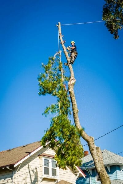 Certified arborist topping a tree in Portland OR