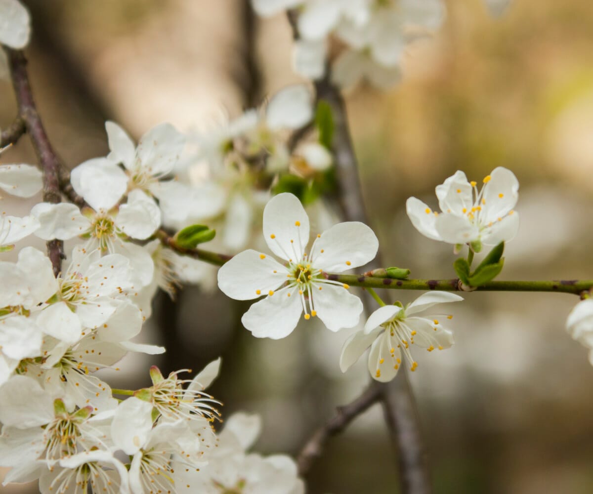 Top 6 BEST Fruit Trees to Grow in Portland, OR Urban Forest Pro