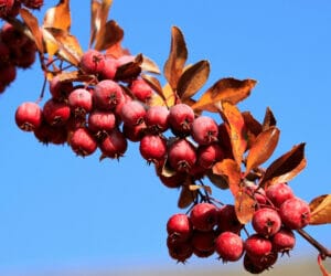Best Crabapple Trees to Grow in Portland, OR