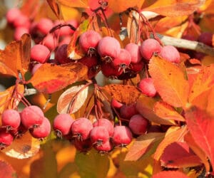 Attracting Birds with Crabapple Trees