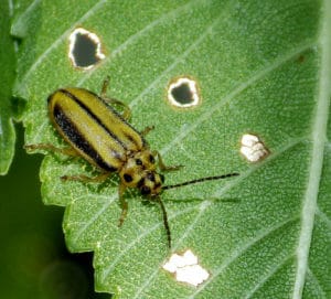 Elm Leaf beetle, Xanthogaleruca luteola by Sarah Zukoff, on Flickr.com