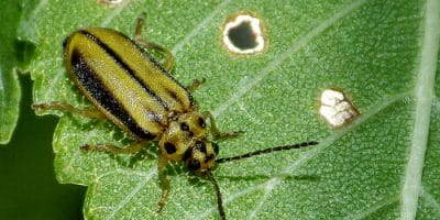 Elm Leaf beetle, Xanthogaleruca luteola by Sarah Zukoff, on Flickr.com
