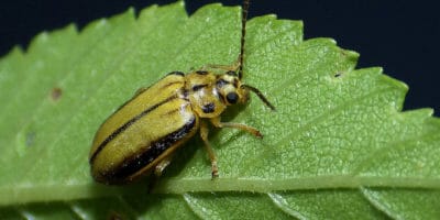 Elm leaf beetle on leaf