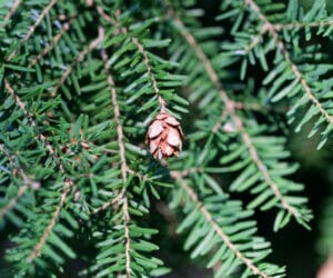 Best Trees for Attracting Birds in Portland