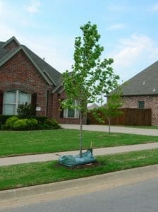 Freshly planted tree outside of home