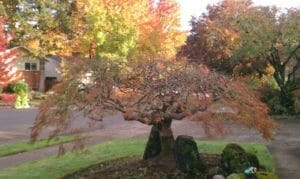 Oregon trees in fall