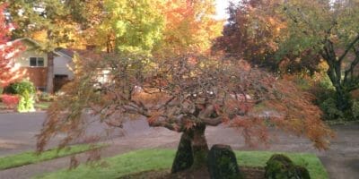 Oregon trees in fall