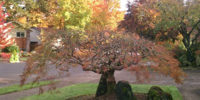 Oregon trees in fall