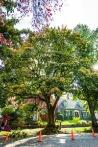 Residential Tree Care Services