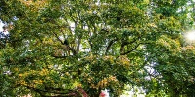 Residential Tree Care Services