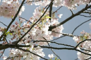 Spring tree care