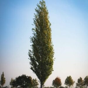 Fastest Growing Trees in Oregon - Hybrid Poplar