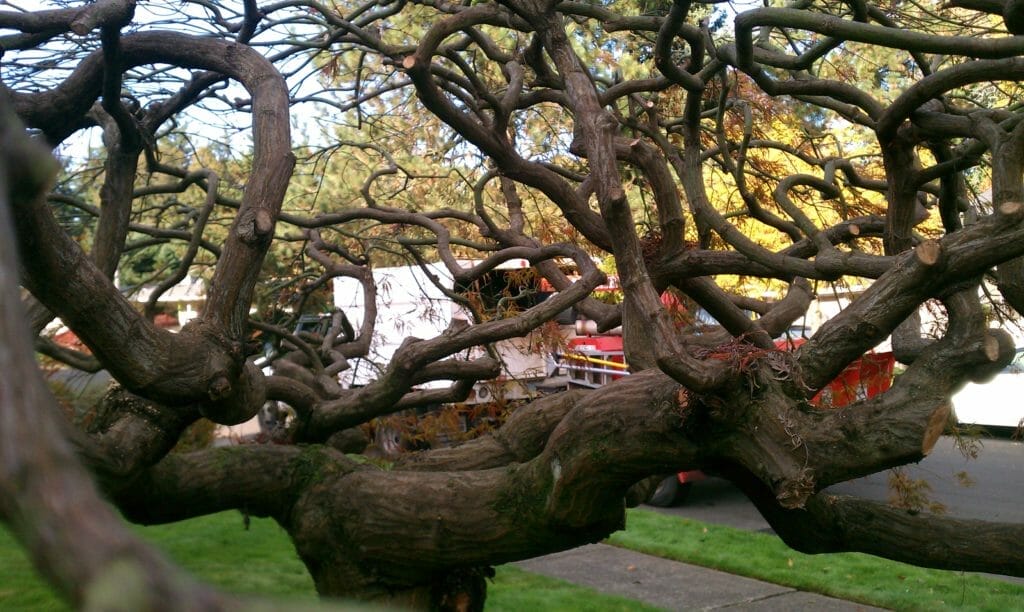 pruning Japanese maple trees