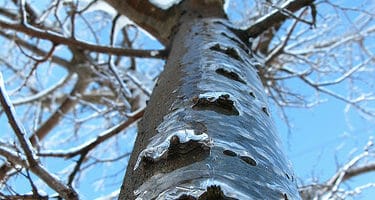 Icy Tree by OakleyOriginals, on Flickr.com