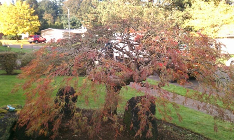 Trimming Japanese Maple in Portland