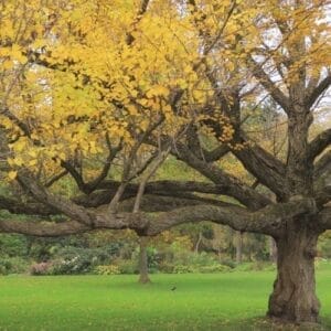 Katsura tree