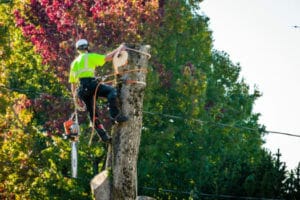 Lake Oswego Tree Removal 