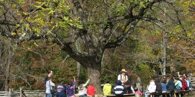 Teaching tree classes outside