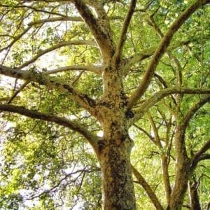 London Plane Tree