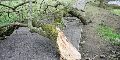 broken tree branch