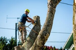 Certified Arborists at work