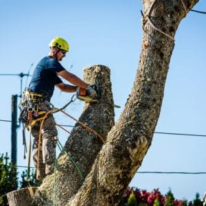 Certified Arborists at work Certified Arborists at work