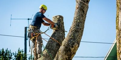 Certified Arborists at work