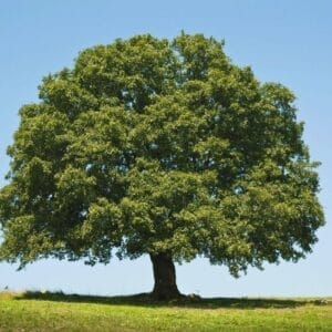 Oregon White Oak