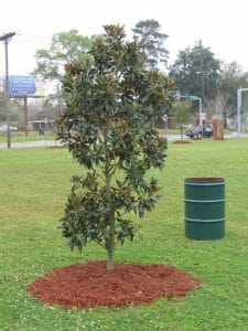 Mulching trees in spring helps them thrive all year