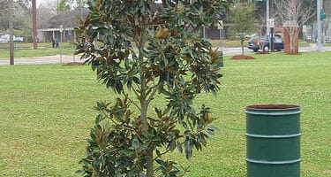 Mulching trees in spring helps them thrive all year