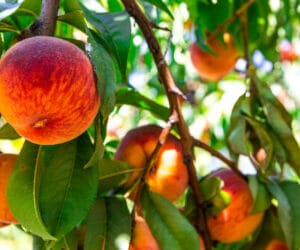 Best Peach Trees to Grown in Portland, OR