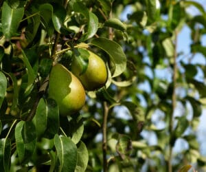 Best Pear Trees to Grow in Portland