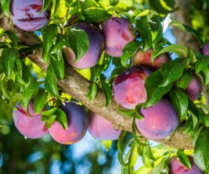 Best Plum Trees to Plant in Portland, OR